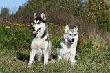 SIBERIAN HUSKY 869